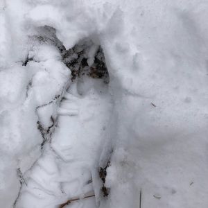 Meet your Posher, Trenten